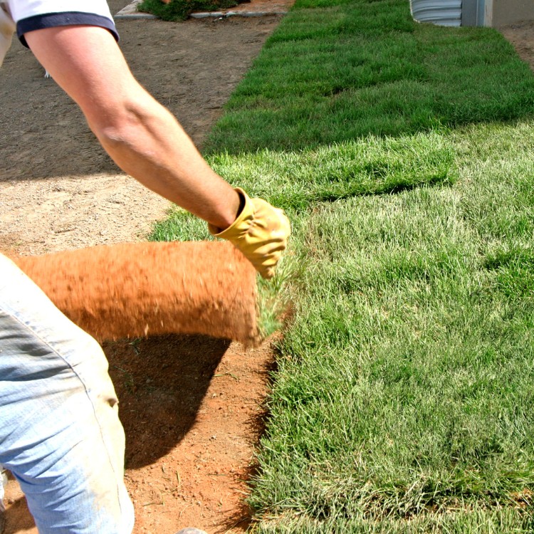 Grass Services in Carrollton, TX